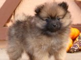 Pomeranian Boo Cinsi Bebekler Uygun Fiyatla Satılık