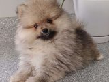 Şeker Patiler: Pomeranian Boo Yavruları Satışta!