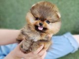 Şekerli Sevgi: Pomeranian Boo Yavruları Uygun Fiyatla