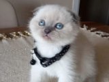 Kıvrımlı Kulakların Sıra Dışı Büyüsü: Efsane Scottish Fold Kedileri Şimdi Alın!