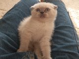 Kraliyetin Minik Hükümdarları: Kıvrımlı Kulaklı Mükemmel Scottish Fold Kedileri!