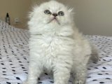 Farklılığın Güzelliği: Kıvrımlı Kulaklı Harika Scottish Fold Kedileri!