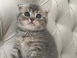 Zerafetin Simgesi: Kıvrımlı Kulaklı Şık Scottish Fold Kedileri!