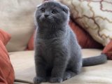 Farklılıkta Şıklık: Kıvrımlı Kulaklı Göz Alıcı Scottish Fold Kedileri!