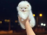 Orjinal POMERANİAN BOO BEBEKLERİMİZ