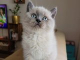 Aileye Hazır British Shorthair Kediler