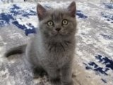 Renk ve Desen Çeşitliliğiyle British Shorthair Yavrular
