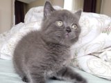 British Shorthair Kediler: Evinizi Renklendirin!
