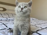 Kaliteli Bakım ve Beslenme İle Yetiştirilen British Shorthair Yavrular