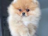 Boo Cinsi Pomeranian: Harika Yavrular Uygun Fiyatla