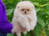 Şampiyon Kanlı Pomeranianlar Satışta