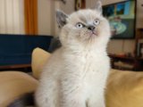 British Shorthair: Sağlık ve Zarafetin Buluştuğu Nokta