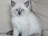 British Shorthair: Zerafetin ve Saflığın Simgesi