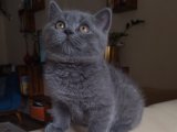 British Shorthair: Sağlıklı Genetik Miras ve Sıcak Patiler