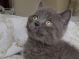Sağlıklı ve Oyuncu British Shorthair Kedileri