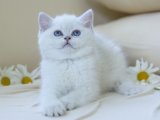 Renk Seçenekleri İle British Shorthair Yavrular