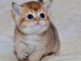 British Shorthair Yavruları: Aile Dostunuz Olmaya Hazır