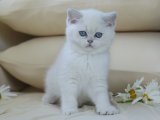 Kraliyetin Temsilcisi: British Shorthair Yavruları