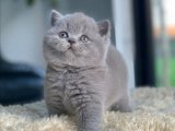 British Shorthair: Ailenize Zarafet Katın