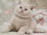 British Shorthair Yavruları: Sağlıklı ve Enerjik