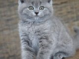 Minyatür Panterler: British Shorthair Kediler