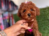 TÜY DÖKMEZ KOKU YAPMAZ MİNİCİK TOY POODLE BEBEKLER
