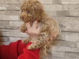 TOY POODLE BEBEKLER İZMİR
