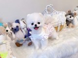 Pomeranian Boo Sevgisi Evlerinizi Aydınlatıyor