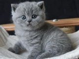 British Shorthair: Saflık ve Zarafetin Minik Temsilcileri