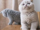 British Shorthair: Sağlık ve Şıklık Arayanlara Özel