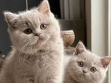 Minik Panterler: British Shorthair Yavruları Evleri Şenlendiriyor