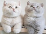 Minik Panterler: British Shorthair Yavruları Sevgi Dolu Birer Arkadaş