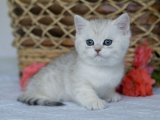 British Shorthair: Oyuncu ve Şık Ev Arkadaşları