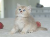British Shorthair Yavruları: Ailelerini Bulmaya Hazır