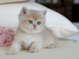 Renkli Gözlü British Shorthair Kediler Uygun Fiyatla