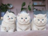 British Shorthair: Sevgi Dolu Kraliyet Temsilcileri