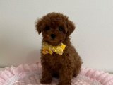 Renk Seçenekleriyle Toy Poodle Yavruları