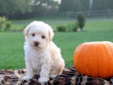 Toy Poodle Yavrularında Kaçırılmayacak Fırsat!