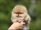 ORİJİNAL TEDDY FACE POMERANİAN BOO YAVRULAR