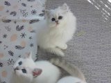 A KALİTE BRİTİSH YAVRULAR