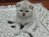Sağlık Garantili Lynx Point Dişi Scottish Fold