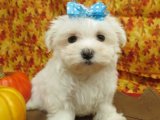 Sevimli Maltese Terrier Yavruları: Zarif ve Oyuncu Patiler