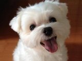 Zarafetin İncisi: Maltese Terrier Yavrularıyla Buluşun
