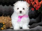 Maltese Terrier Yavrularıyla Aile Mutluluğunu Keşfedin