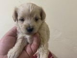 Toy poodle yavru