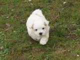 MALTESE 1bucuk kg olacak yavrular