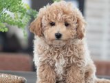 Evinize Neşe Getirecek Maltipoo Yavrularımız Sizi Bekliyor!