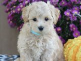 Maltipoo Yavruları: Sevgi Dolu Bir Hayat Sizi Bekliyor!