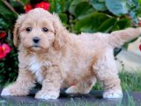 Minik Maltipoo Köpekler: Aileleriyle Buluşmaya Hazır!