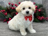 Evinize Neşe Getirecek Maltipoo Yavrular Burada!